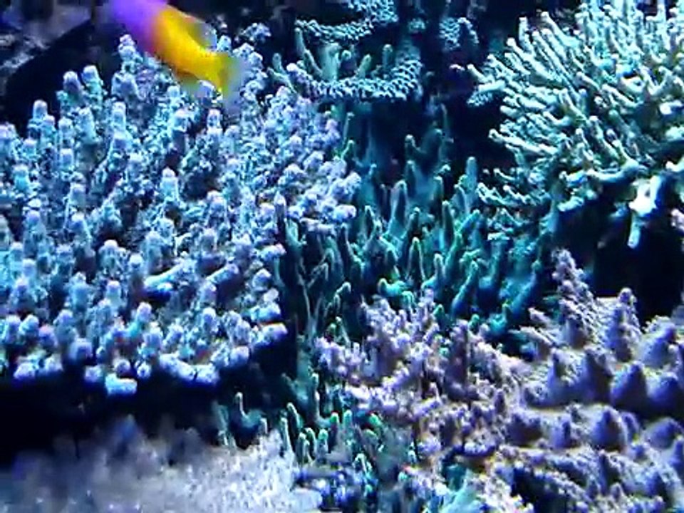 My SPS reef tank