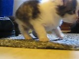 cute jumping kittens playing around in the house