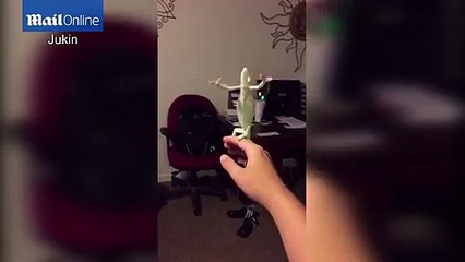 Bubble popping chameleon