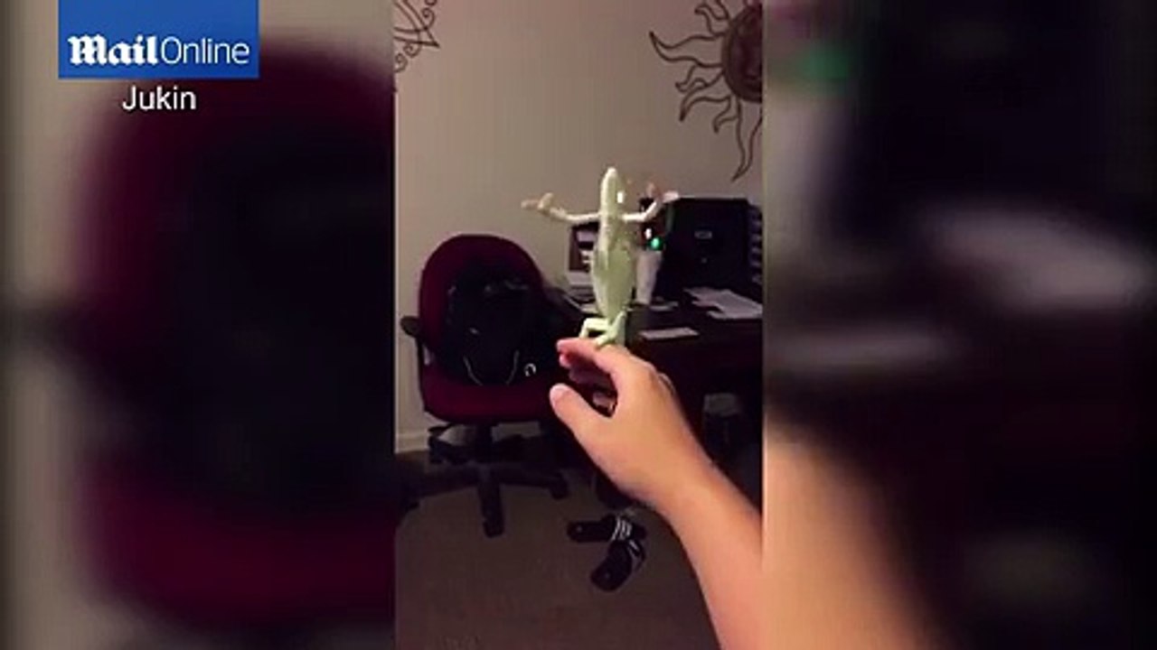 Bubble popping chameleon