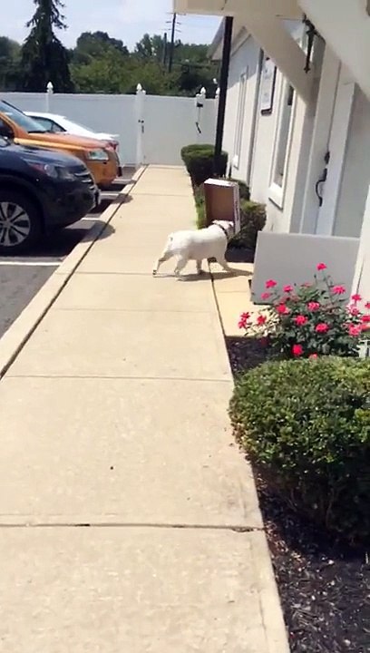 Un bulldog anglais se balade avec une boîte dans la gueule