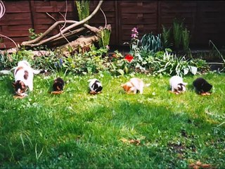 Afscheid van poes Cheetah