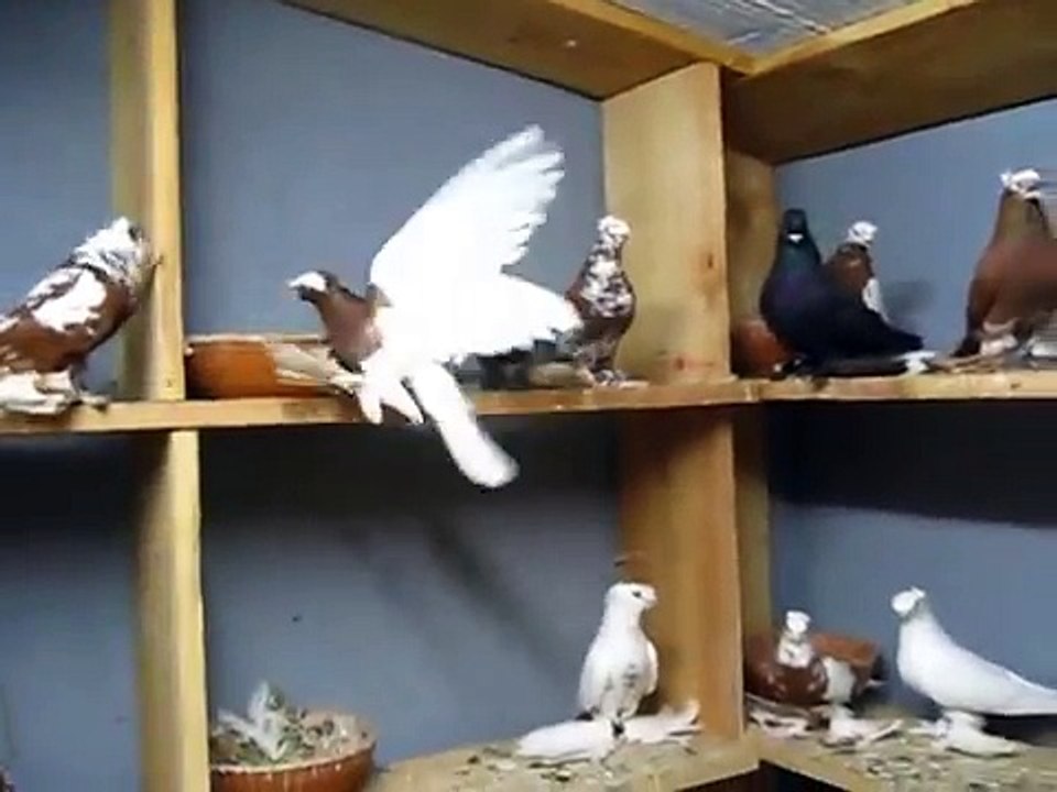 Περιστερια ρωσικα uzbek pigeons
