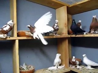 Περιστερια ρωσικα uzbek pigeons