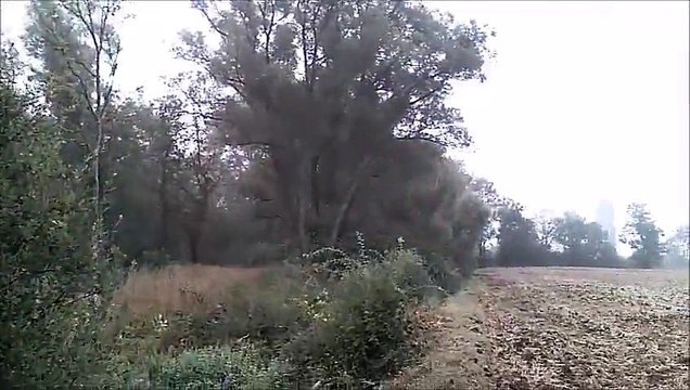 mini-étang marche et canards