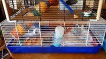 super palace à hamster réalisé avec deux cages superposées