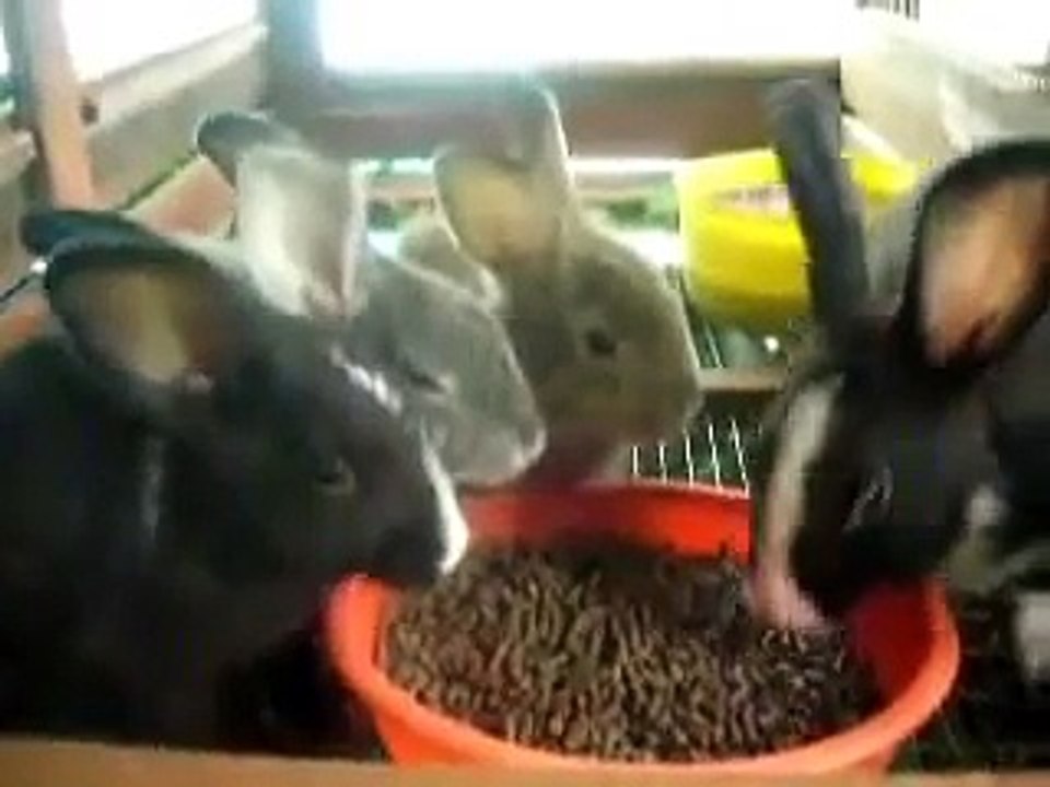 World Rabbit Farm