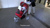 Man pushing a dog in baby Stroller. WHY