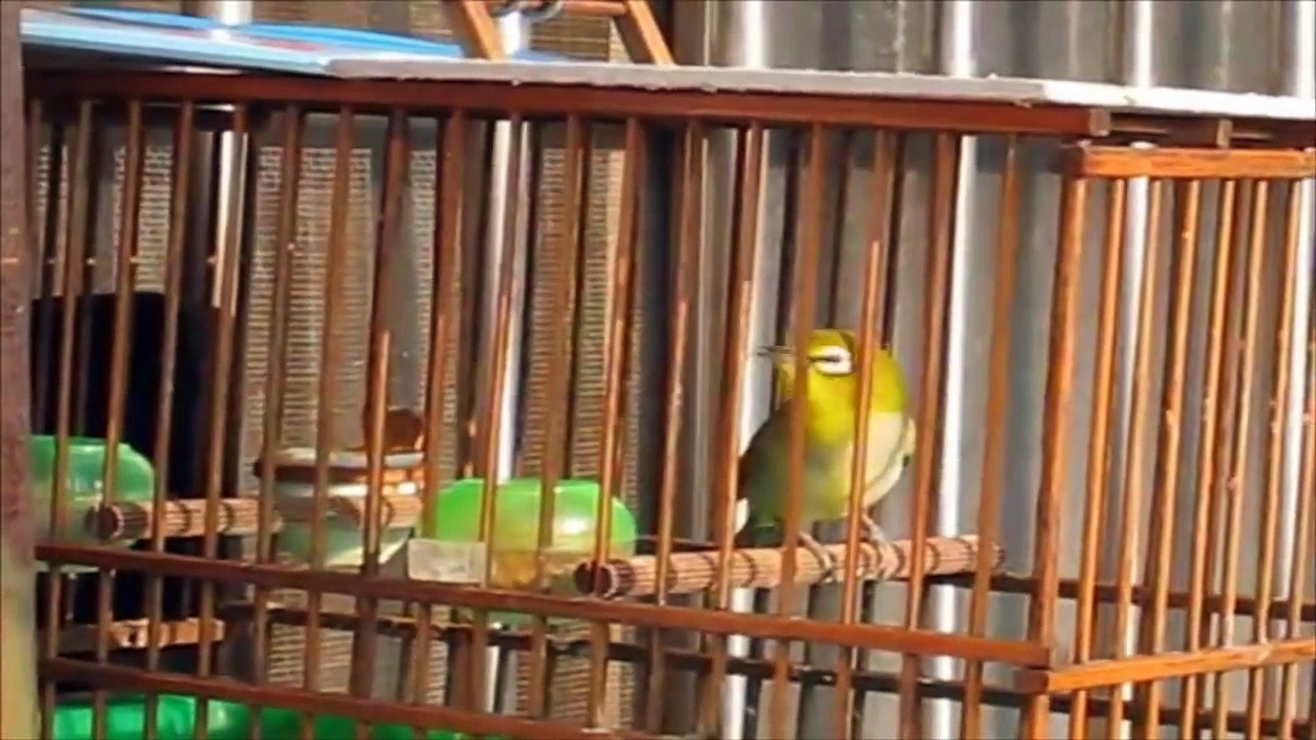 Suara Pleci Betina Gacor Video Dailymotion