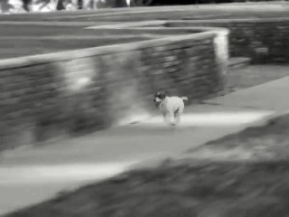 Les meilleures scènes d'Uggie dans ''The artist''