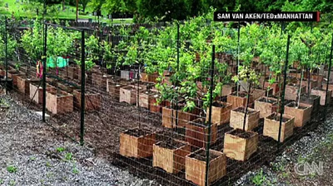 One tree grows 40 different types of fruit