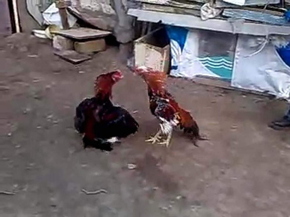 Heyrati Xoruz Doyusu - Coni mesq