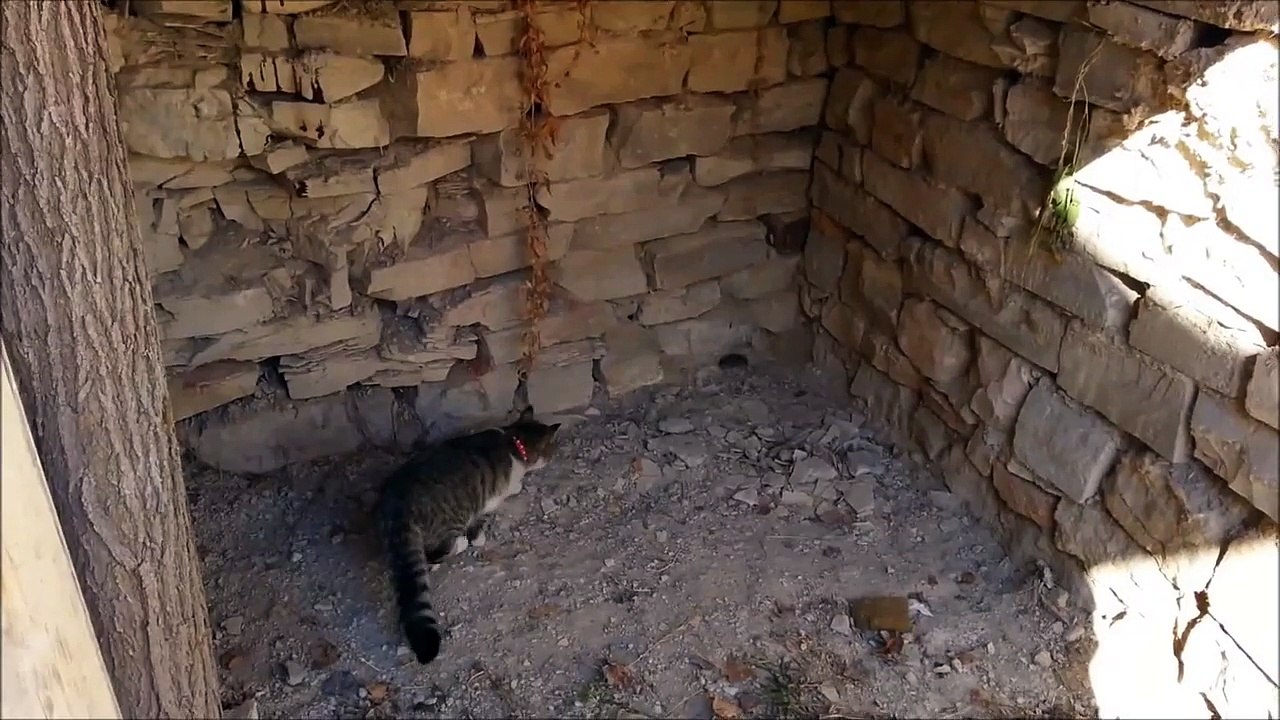 yüzyılın kedi fare oyunu