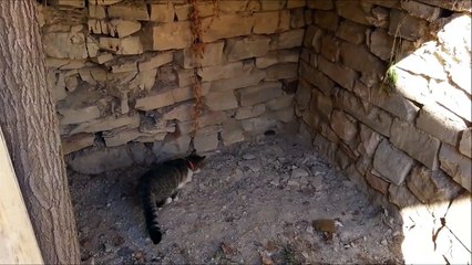 yüzyılın kedi fare oyunu