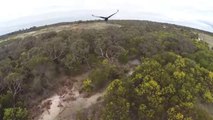 [Insolite] Australie : un aigle attaque un drone en plein vol