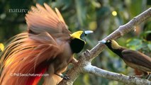PART 2: David Attenborough on birds of paradise - by Nature Video