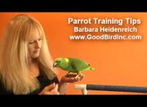 Parrot Training Tips - Keeping Your Parrot Well Behaved