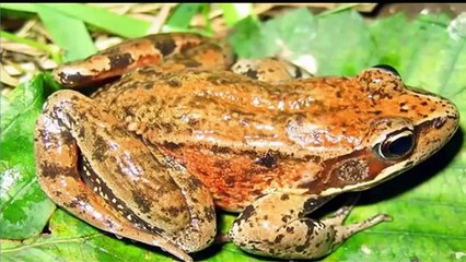 ABC Songs For Children   ABC Song   Nursery Rhymes   Alphabet song   H for Horse   2014 Phonics HD