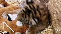 Adorable Sumatran tiger cub