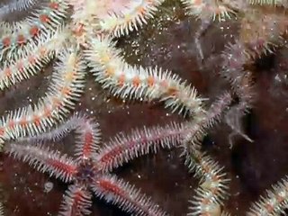 Starfish - seabed highway in time-lapse
