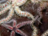Starfish - seabed highway in time-lapse