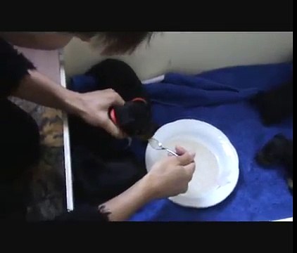 manchester terrier pups eating