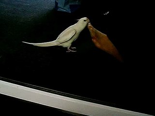 Chicken singing Happy Birthday