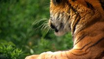 Give to the Max Day is November 14th -The Wildcat Sanctuary