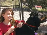 rottweiler obedience demo with Zoe of Desert Dog TV
