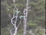 Military Macaws flying in the Copper Canyon, Mexico