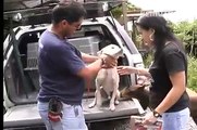 FOGAUS. Programa de Rehabilitación de Perros Abandonados FOGAUS. Educación Canina Costa Rica.wmv