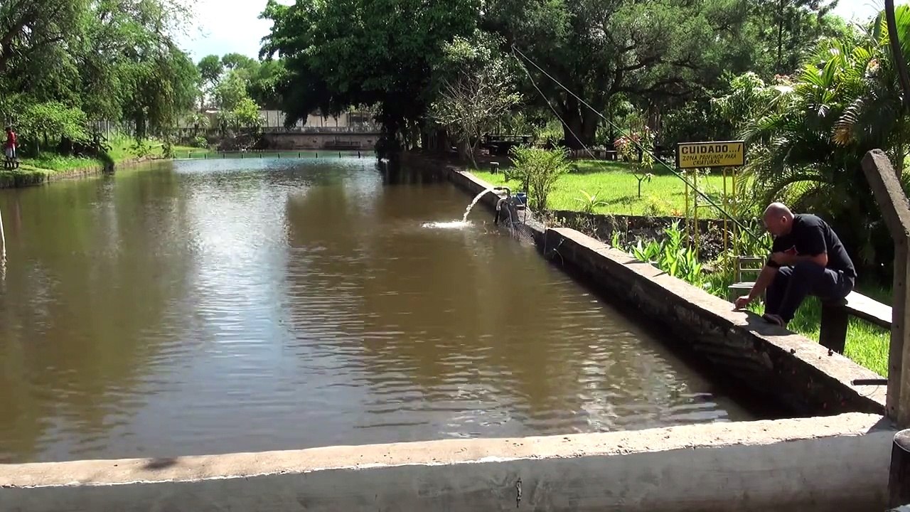 pesca de tilapia para fritar