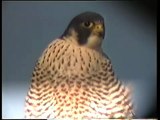 Peregrine Falcon (Falco peregrinus) ad female Sweden 1995