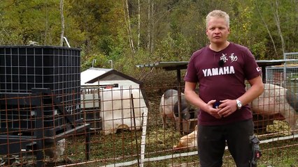 Sau "Lotte" gräbt eine Höhle für ihre Ferkel!