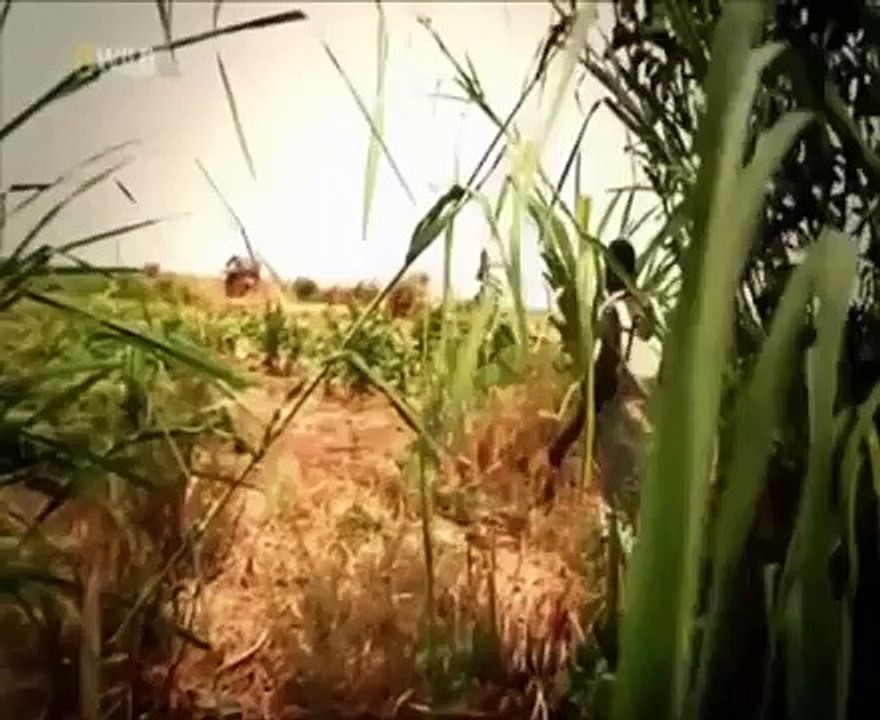 National Geographic  Very) Extreme Wild Animal Attacks   Part 3