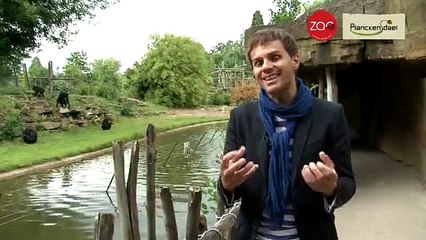 Peter Van de Veire blijft lijnrecht achter de bonobo's staan.