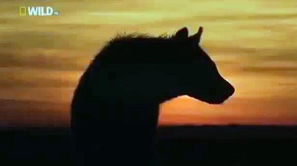 Discovery Channel: Animal Plant HD Discovery Video