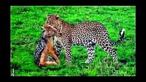 Animal Planet | Discovery Channel | Wild Life Animals Documentary 2015 | National Geographic p2