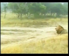 Djuma Mapogo male lions March 4, 2008