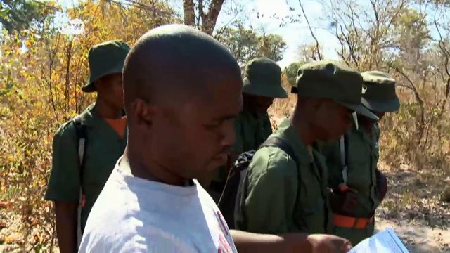 Elephants - roaming without borders | DW Business