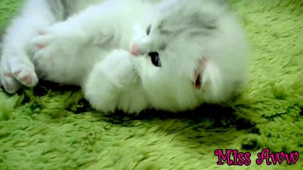 Fluffy Little Kitten Rolling Around And Stretching On Green Carpet | Too Cute!