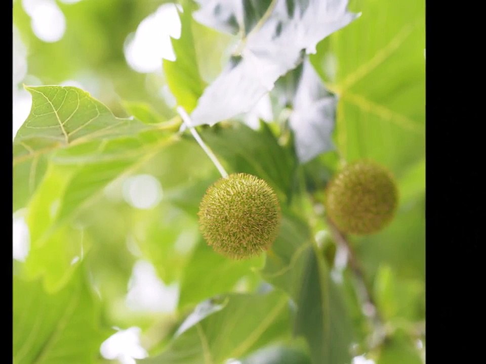 Spring,Summer,Fall,Winter  and Spring