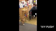 Freedom Paws'-- Dogs in Training