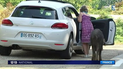 Corse : les animaux en divagation peuvent aussi être dangereux