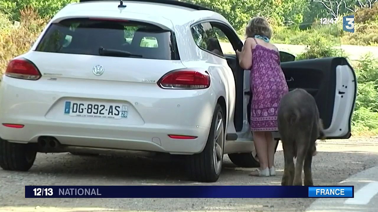 Corse : les animaux en divagation peuvent aussi être dangereux
