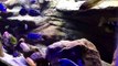 Epic African Cichlid Tank. 90 Gallon Display Aquarium. Aulonocara and Haplochromis