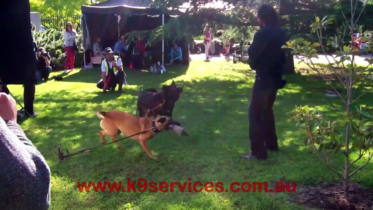 Jack Irish film set with Aaron Pedersen 12-11-2011 Video 1