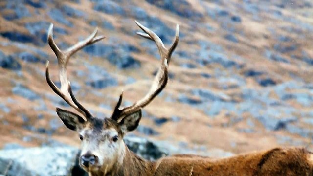 Music ~Royal Scots Dragoon Guards ~ Hector The Hero ~ HD