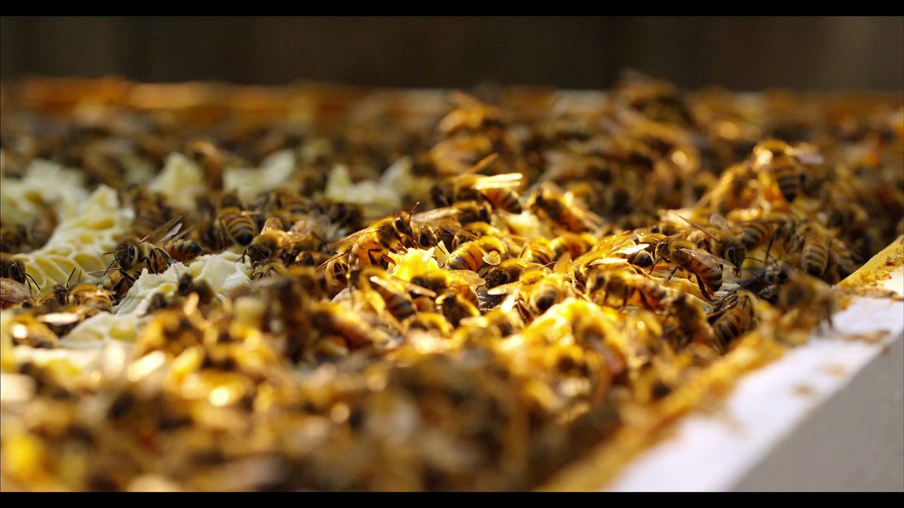Honey Bees (4K)