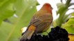 Beautiful Birds - Aves - Colombia, Cauca, Piendamó